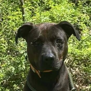American Bulldog Dogs Available for Adoption in Niagara Falls, Ontario - Mia Hamm (20260429-04) | PetCurious