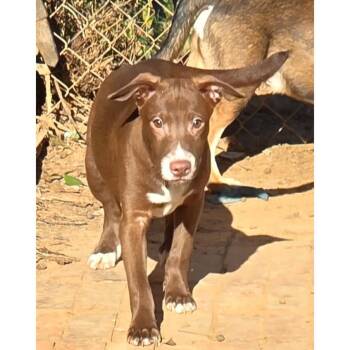 MURPHY -  Chihuahua and Jack Russell Terrier Dog for Adoption in Fosters, Alabama - MURPHY | PetCurious