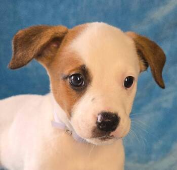 Hyacinth -  Terrier and Beagle Dog for Adoption in Newport, Tennessee - Hyacinth | PetCurious