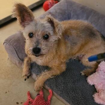 Rescue Terrier and Poodle Dogs for Adoption in Midland, Texas - Nemo | PetCurious