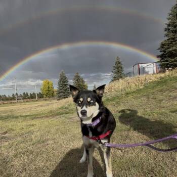 Huntly -  Siberian Husky and Mixed Breed Dog for Adoption in Cheyenne, Wyoming - Huntly | PetCurious