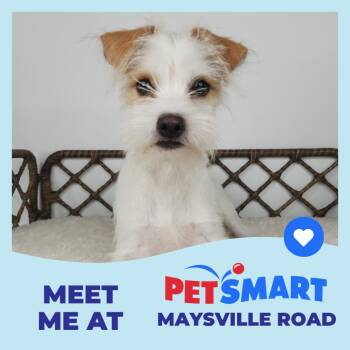 Cairn Terrier and Schnauzer Dogs Available for Adoption in Fort Wayne, Indiana - Luke | PetCurious