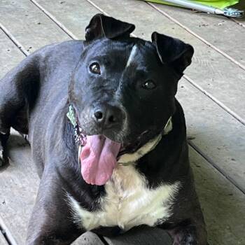 Machomans (FEE SPONSORED) -  American Staffordshire Terrier Dog for Adoption in Portland, Maine - Machomans (FEE SPONSORED) | PetCurious