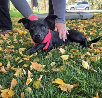 Cookie -  Chihuahua Dog for Adoption in Kennewick, Washington - Cookie | PetCurious