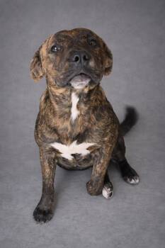 Plott Hound and Mixed Breed Dogs Available for Adoption - Izzy | PetCurious