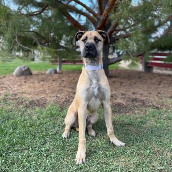 Mastiff and Mixed Breed Dogs Available for Adoption in Fargo, North Dakota - Kouvu | PetCurious