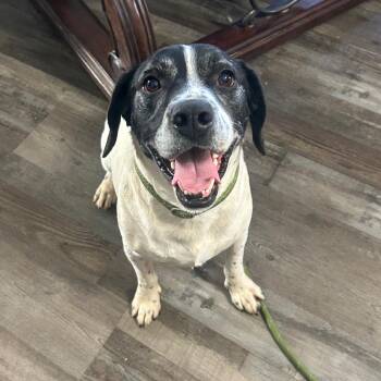 Nugget -  Boxer and Mixed Breed Dog for Adoption in Sequatchie, Tennessee - Nugget | PetCurious