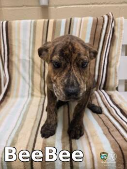 BeeBee -  Pit Bull Terrier Dog for Adoption in Rocky Mount, North Carolina - BeeBee | PetCurious