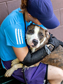 Rescue Mixed Breed Dogs for Adoption in Chamblee, Georgia - Pretty Princess - IN FOSTER | PetCurious