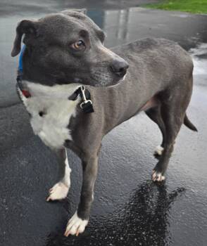 Mountain Cur and Terrier Dogs Available for Adoption in Sandusky, Ohio - MaMa | PetCurious