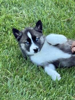 Sky -  Husky Dog for Adoption in Iron Ridge, Wisconsin - Sky | PetCurious