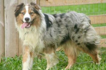 1199 Chancellor -  Australian Shepherd Dog for Adoption in Ringwood, Illinois - 1199 Chancellor | PetCurious