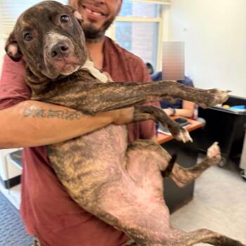 Mixed Breed Dogs Available for Adoption in Philadelphia, Pennsylvania - Rainbow | PetCurious