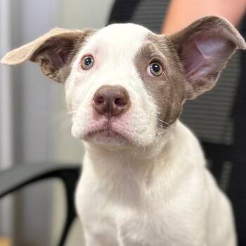 Pit Bull Terrier Dogs Available for Adoption - Glory | PetCurious