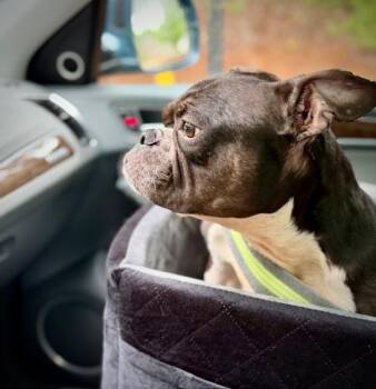 Boston Terrier and English Bulldog Dogs Available for Adoption in Maryville, Tennessee - JitterBug-4612-Columbia, SC | PetCurious