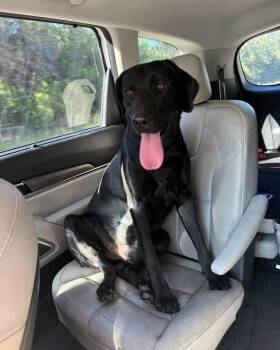 Gunner -  Labrador Retriever Dog for Adoption in Panama City, Florida - Gunner | PetCurious