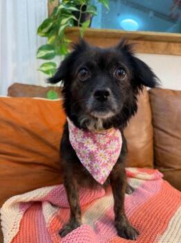 Lovebug Beautiful -  Chihuahua Dog for Adoption in Friendswood, Texas - Lovebug Beautiful | PetCurious