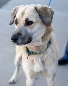 Rescue Anatolian Shepherd and Mixed Breed Dogs for Adoption in Pequot Lakes, Minnesota - Taz | PetCurious
