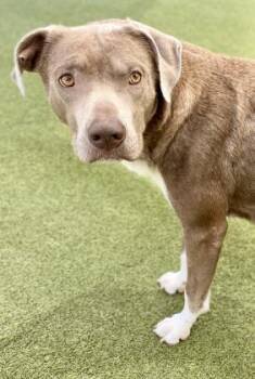 Mixed Breed Dogs Available for Adoption in Fort Worth, Texas - Peppa | PetCurious