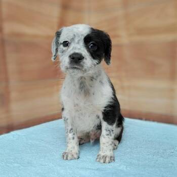 Standard Poodle and Mixed Breed Dogs Available for Adoption in Griswold, Connecticut - Shiloh | PetCurious
