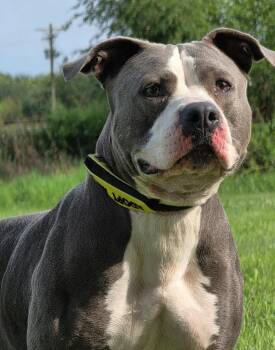 Rain -  Pit Bull Terrier Dog for Adoption in Huntington, Indiana - Rain | PetCurious