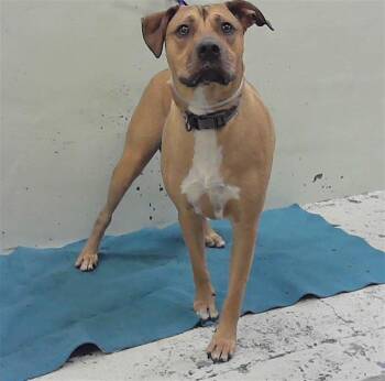 Labrador Retriever and Mixed Breed Dogs Available for Adoption in Houston, Texas - COCO | PetCurious