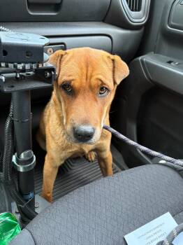 Rescue Shar Pei and Mixed Breed Dogs for Adoption in Newman, California - Mocha | PetCurious