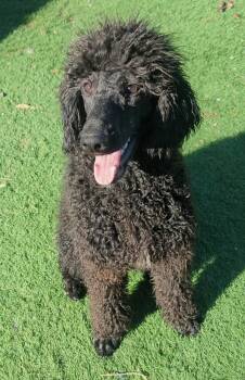 Standard Poodle Dogs Available for Adoption in Chandler, Arizona - Moonie Mercury | PetCurious