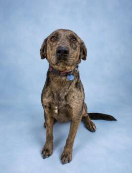 Bandit -  Catahoula Leopard Dog and Mixed Breed Dog for Adoption in Rock Springs, Wyoming - Bandit | PetCurious