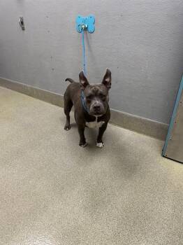 Pit Bull Terrier and American Bulldog Dogs Available for Adoption in Las Vegas, Nevada - LOIS | PetCurious