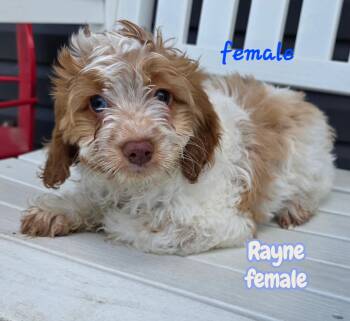 Cockapoo Dogs Available for Adoption in Semmes, Alabama - Rayne  | PetCurious