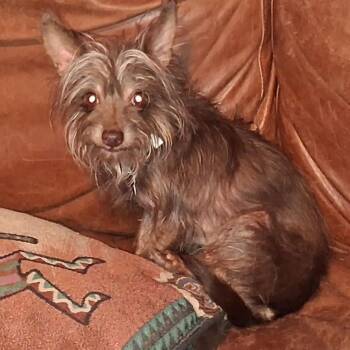 CHOCOLATE -  Yorkshire Terrier Dog for Adoption in Marana, Arizona - CHOCOLATE | PetCurious