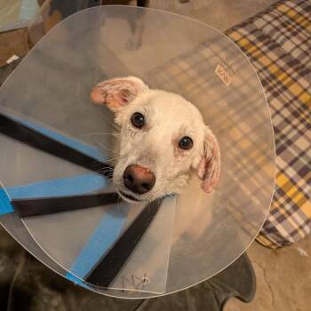 Parton -  Mixed Breed Dog for Adoption in Buffalo, Minnesota - Parton | PetCurious