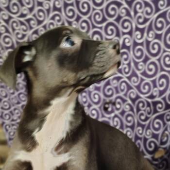 Rat Terrier Dogs Available for Adoption in Ville Platte, Louisiana - Ezzie  | PetCurious