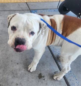 Pit Bull Terrier and Bulldog Dogs Available for Adoption in Thousand Oaks, California - Big Boy - URGENT AND AT RISK | PetCurious