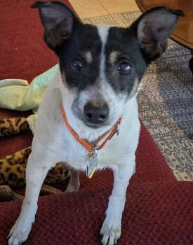 Rat Terrier Dogs Available for Adoption - Brie (TN) | PetCurious