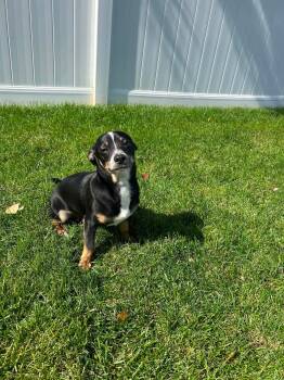 Max -  Chihuahua Dog for Adoption in Paramus, New Jersey - Max | PetCurious