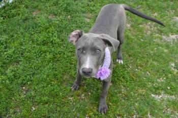 Pit Bull Terrier Dogs Available for Adoption in Mckinney, Texas - Mona | PetCurious