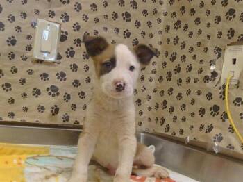 JACOB -  Pit Bull Terrier and Mixed Breed Dog for Adoption in Sacramento, California - JACOB | PetCurious