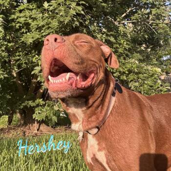 Hershey #all-grin-&-wags -  American Staffordshire Terrier Dog for Adoption in Houston, Texas - Hershey #all-grin-&-wags | PetCurious