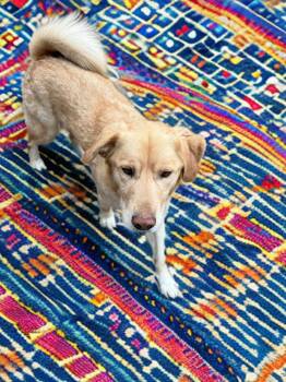 Golden Retriever Dogs Available for Adoption - Simba | PetCurious