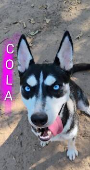 Rescue Husky Dogs for Adoption in Saint Jo, Texas - COLA | PetCurious