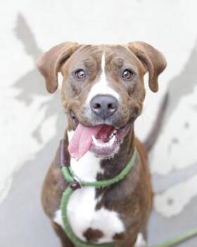 Mixed Breed Dogs Available for Adoption in Chamblee, Georgia - Zina | PetCurious