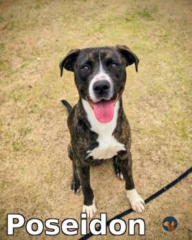 Poseidon -  Mixed Breed Dog Available for Adoption in Douglasville, Georgia - Poseidon | PetCurious