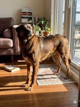 Andy -  Mixed Breed Dog for Adoption in Richmond, British Columbia - Andy | PetCurious