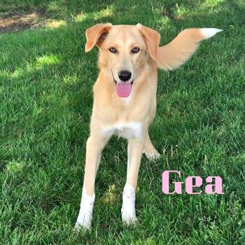 Gea -  Mixed Breed Dog for Adoption in Joliet, Illinois - Gea | PetCurious