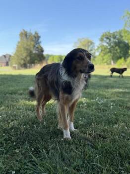 Border Collie and Mixed Breed Dogs Available for Adoption in Gastonia, North Carolina - Hudson | PetCurious