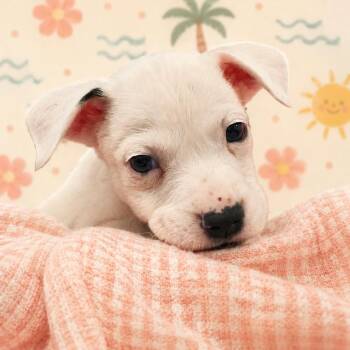 Dew -  Mixed Breed Dog for Adoption in Brockton, Massachusetts - Dew | PetCurious