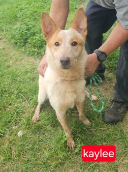 Australian Cattle Dog Blue Heeler Dogs Available for Adoption in Fort Worth, Texas - Kaylee | PetCurious