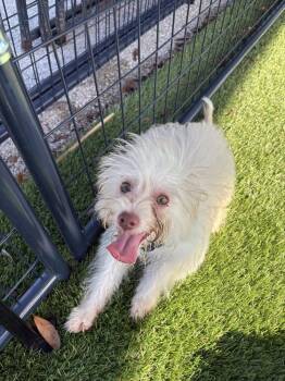 Twiggy -  Chihuahua Dog for Adoption in Lakeland, Florida - Twiggy | PetCurious